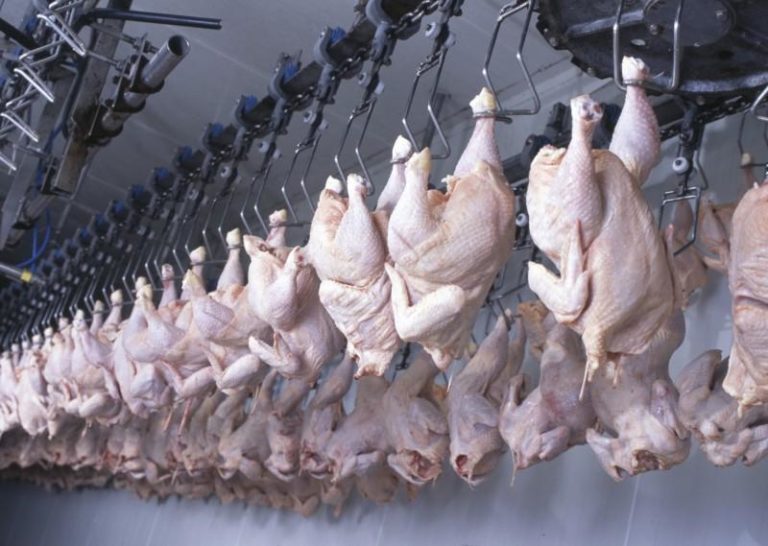 Озонирование в птицеводстве – сокращение производственных расходов | Ozone Agro